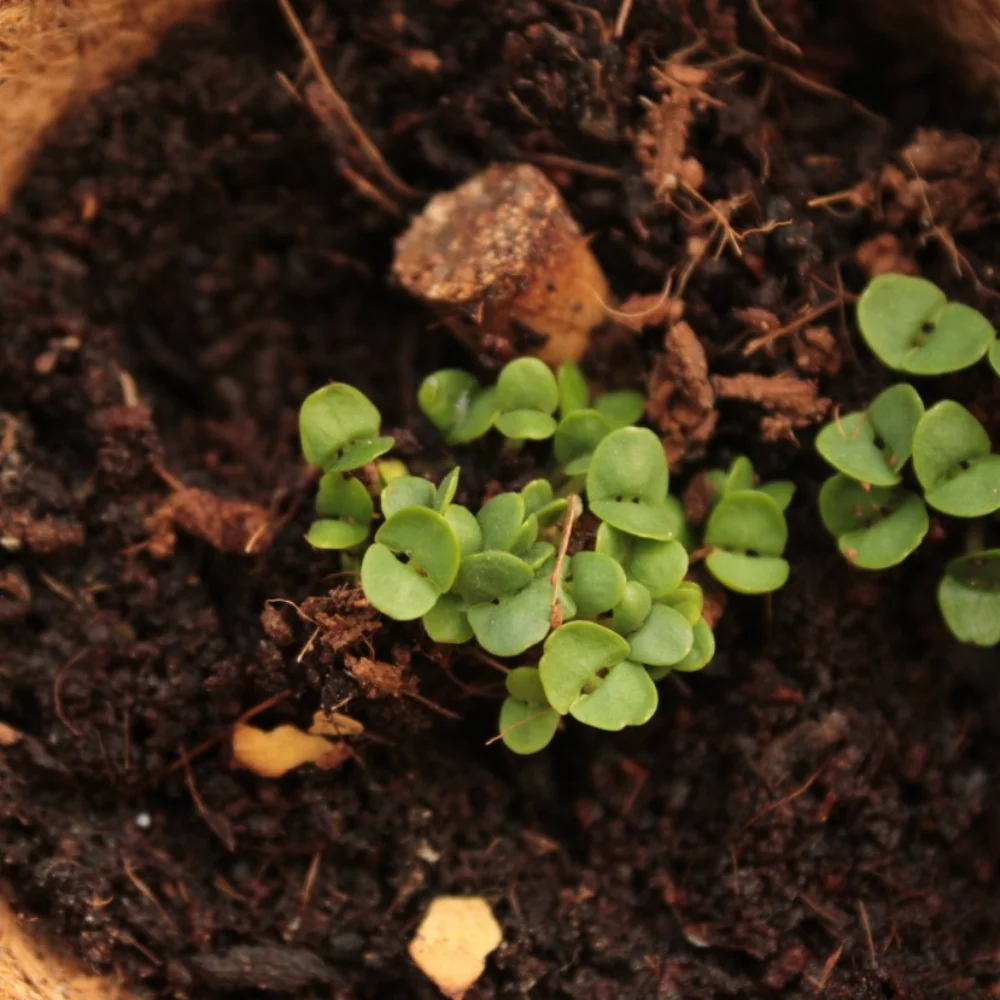 Mini Grow Pro Kit for employee onboarding