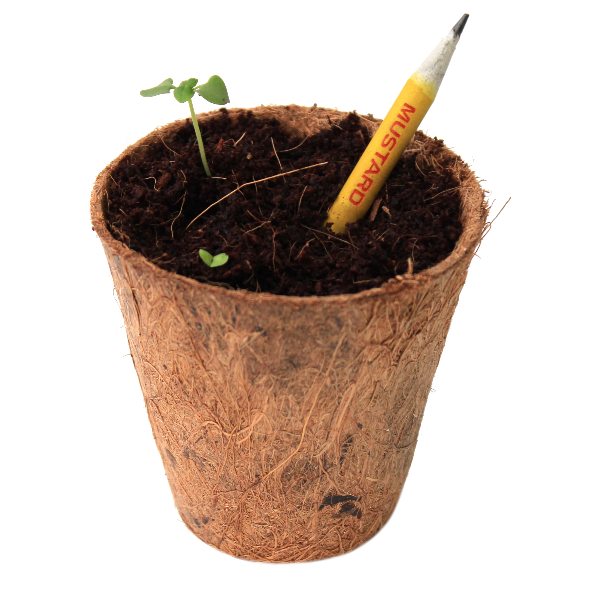 A used yellow mustard seed pencil planted in a coir pot beside a young shoot