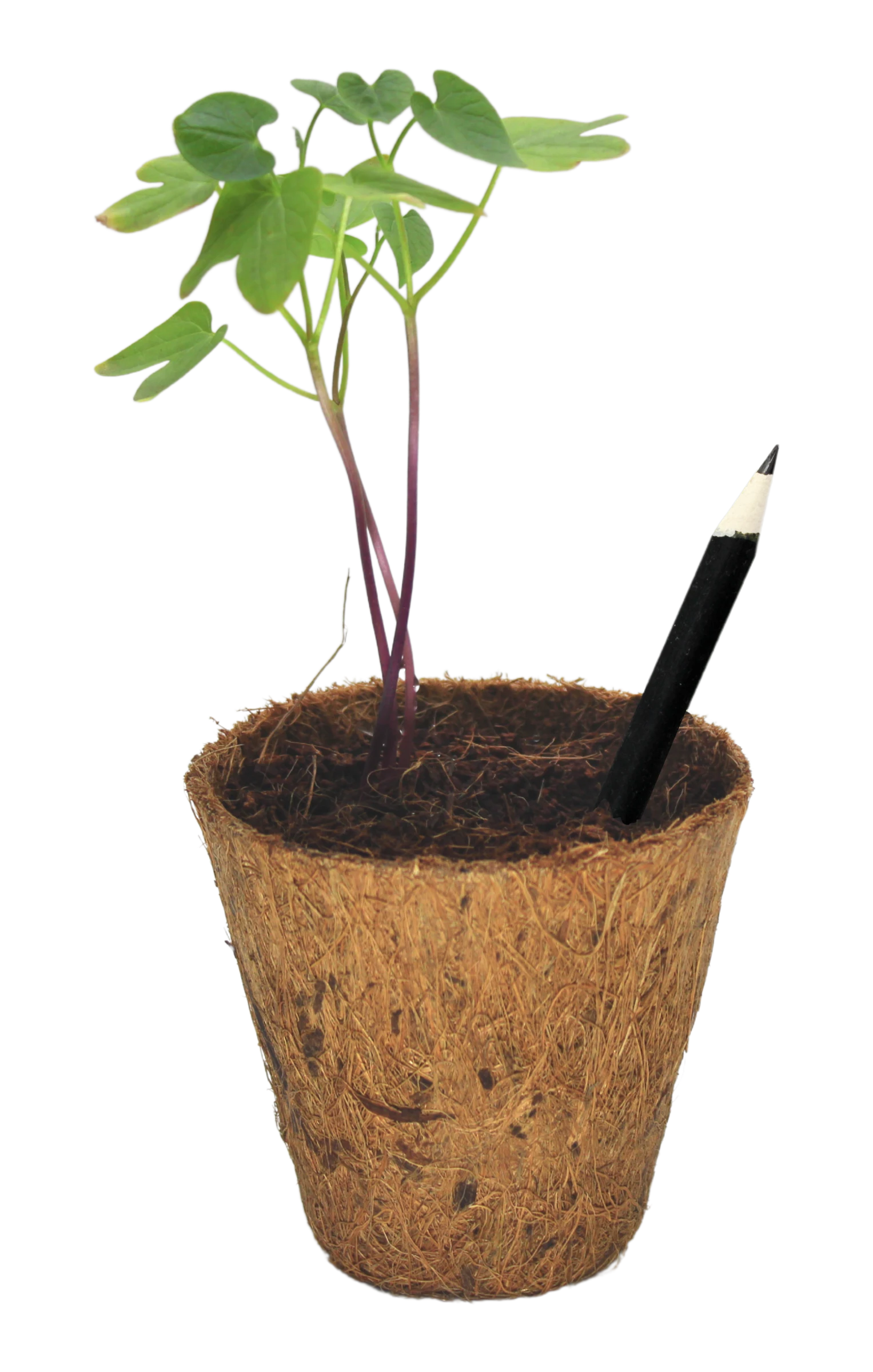 A grown seedling with several leaves in a coir pot, with the planted pencil stub still standing in the soil