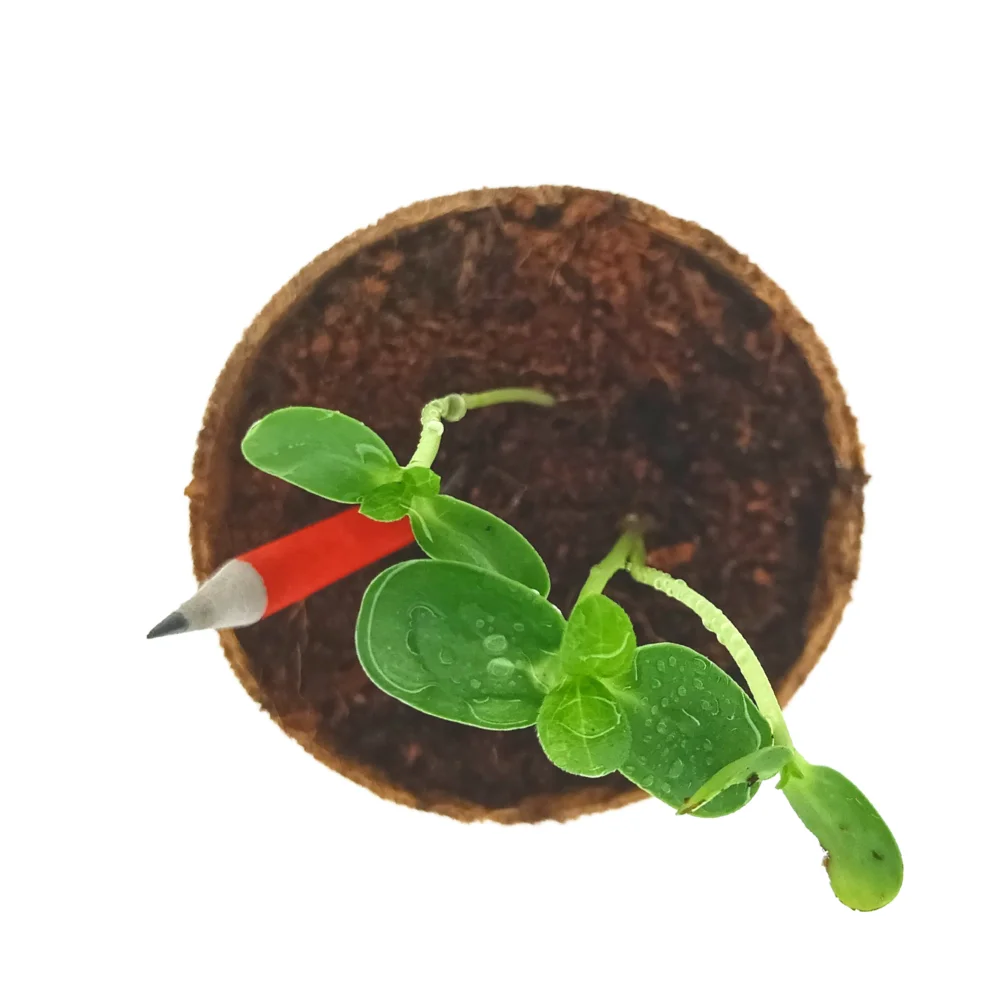 Top view of a coir pot where two seedlings have come up beside the stub of a used red seed pencil pushed into the soil