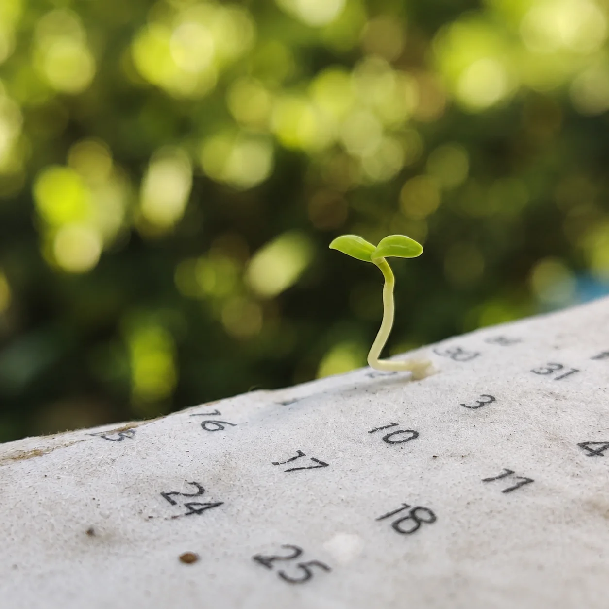bioQ plantable calendar made with seed paper