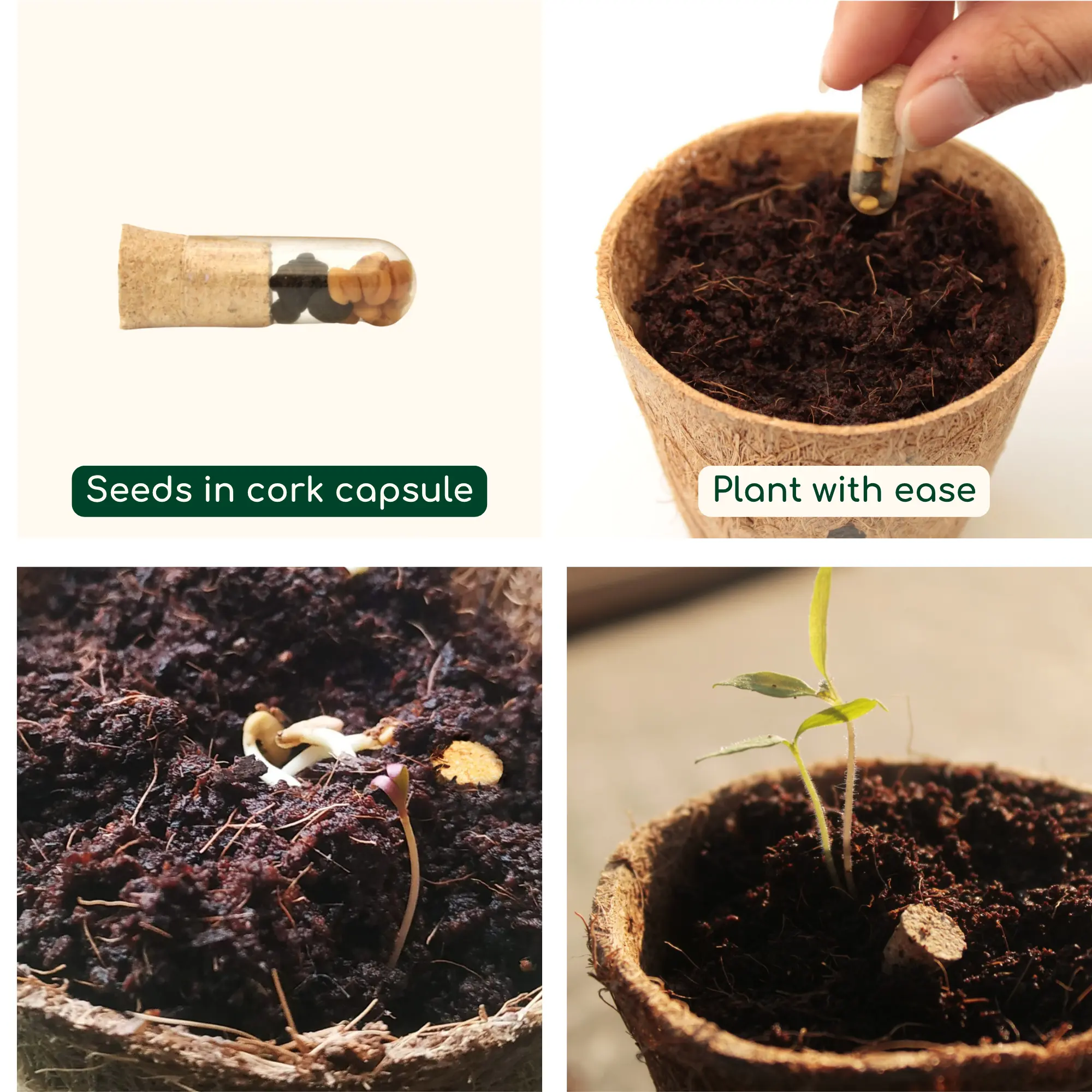 Seed capsule with flap pack
